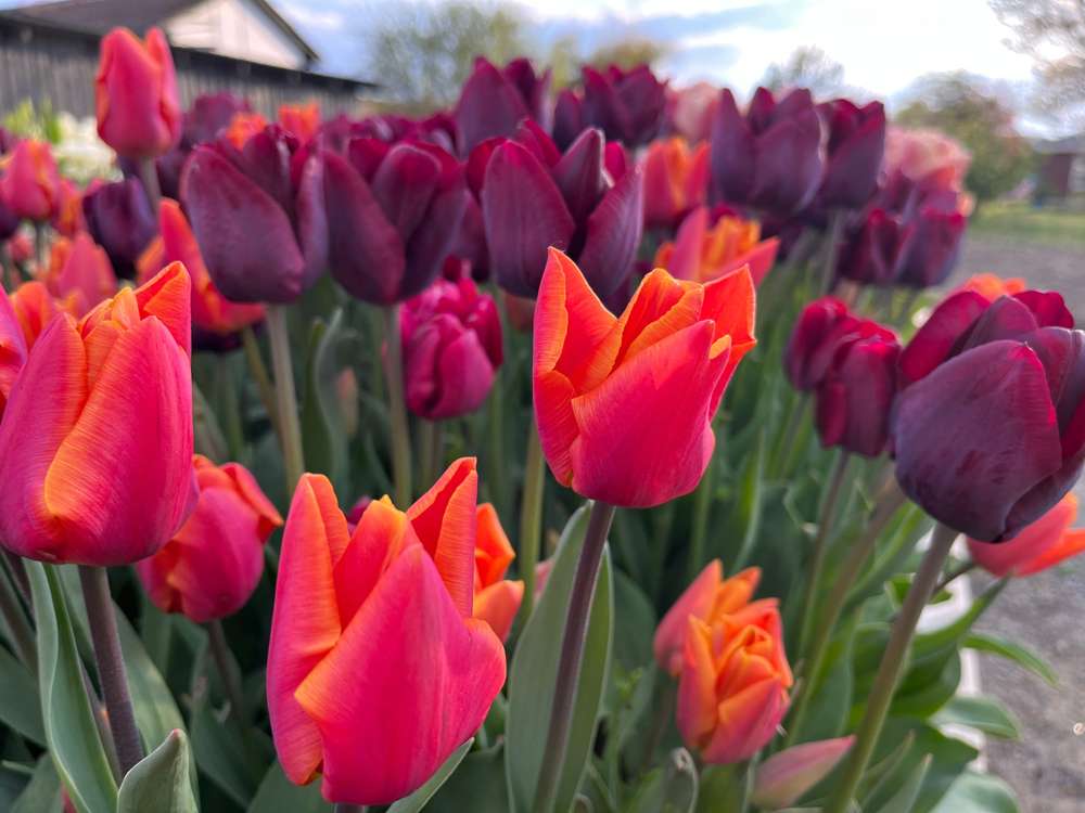 Tulipanblanding 'Hugo'